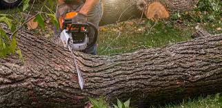 Best Commercial Tree Services  in Stevensville, MT