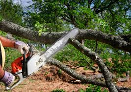 Reliable Stevensville, MT Tree Removal Solutions