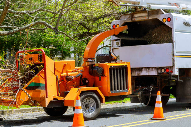 Best Root Management and Removal  in Stevensville, MT