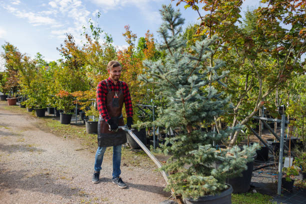 Best Tree Disease Treatment  in Stevensville, MT